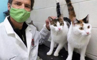 How Nonsurgical Sterilants will Eliminate Animal Shelter Euthanasia