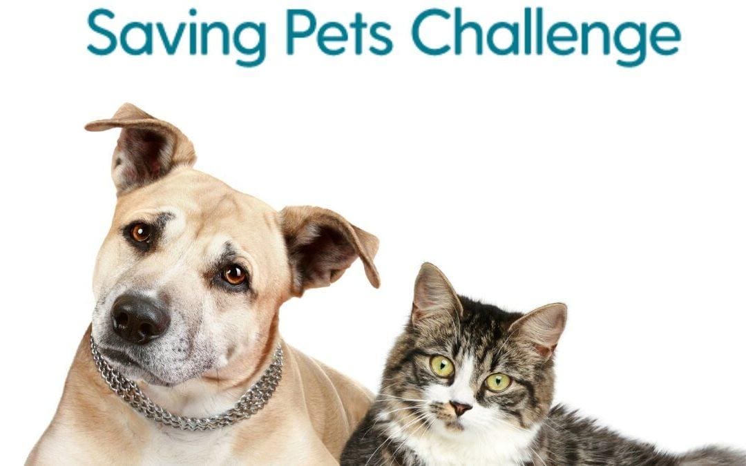Michelson Found Animals Kicks Off the 2021 Saving Pets Challenge