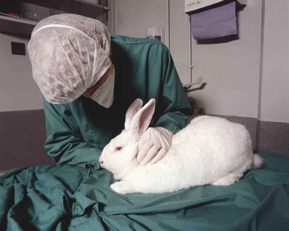 alternatives to animal testing