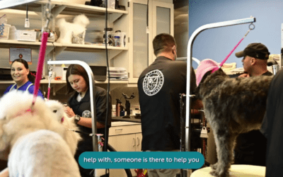Pet Groomer Training Thrives with MIPP Program,100 Students Enrolled in 2022